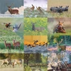 Kép 3/5 - Naptár, fali, CSG "Vadász a Kárpát-medencében"