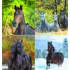 Kép 5/5 - Naptár, fali, CSG "Lovak"