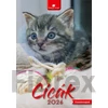 Kép 1/2 - Naptár, fali, DAYLINER, "Cicák"