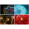 Kép 3/5 - Naptár, fali, DAYLINER, "Macro Lens"