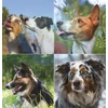 Kép 5/5 - Naptár, fali, TOPTIMER "Kutyák"
